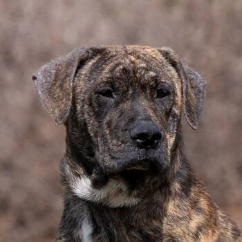 Mastiff Dogs Available for Adoption in Council Bluffs, Iowa - Bella | PetCurious