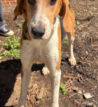 Wanda -  Hound and Mixed Breed Dog for Adoption in Chester, Maryland - Wanda | PetCurious