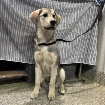 IVHS-Stray-139362 -  Husky and Shepherd Dog for Adoption in San Gabriel, California - IVHS-Stray-139362 | PetCurious