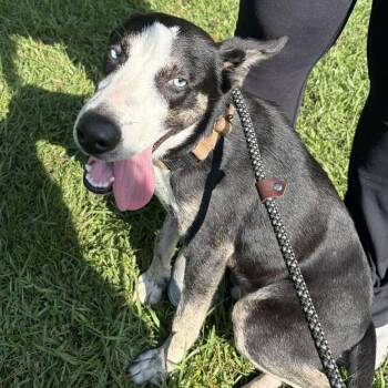 Mercury -  Mixed Breed Dog for Adoption in Summerville, South Carolina - Mercury | PetCurious