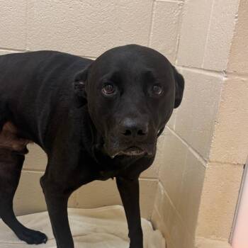 Ozzy -  Black Labrador Retriever and Rottweiler Dog for Adoption in Winston-salem, North Carolina - Ozzy | PetCurious