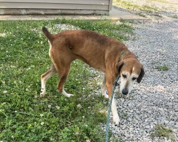 Jodi -  Mixed Breed Dog for Adoption in Ashland, Ohio - Jodi | PetCurious