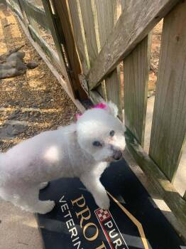 Bichon Frise Dogs Available for Adoption - Lexie Gracie | PetCurious