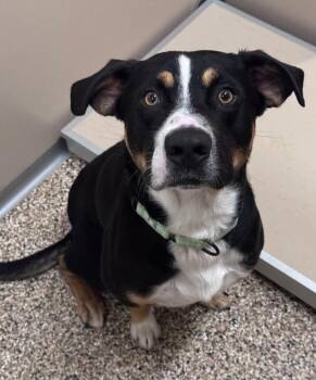 Benton -  Mixed Breed Dog for Adoption in Hackensack, Minnesota - Benton | PetCurious