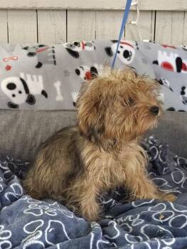 Charlie -  Yorkshire Terrier Dog for Adoption in Fort Worth, Texas - Charlie | PetCurious