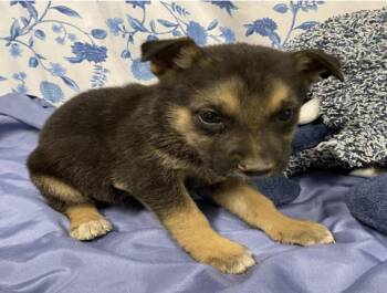 Johana -  Shepherd Dog for Adoption in Bothell, Washington - Johana | PetCurious