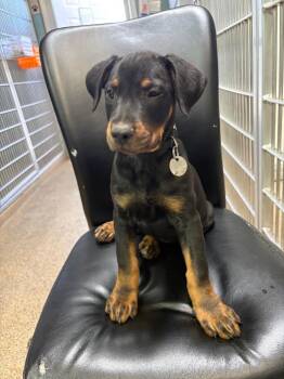 Guy La Pointe -  Rottweiler and Pit Bull Terrier Dog for Adoption in Carson City, Nevada - Guy La Pointe | PetCurious