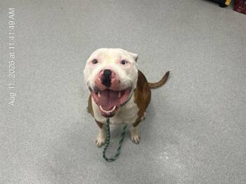 A387831 -  American Staffordshire Terrier Dog for Adoption in Ocala, Florida - A387831 | PetCurious