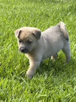 Sunny -  Terrier and Labrador Retriever Dog Available for Adoption in West Palm Beach, Florida - Sunny | PetCurious