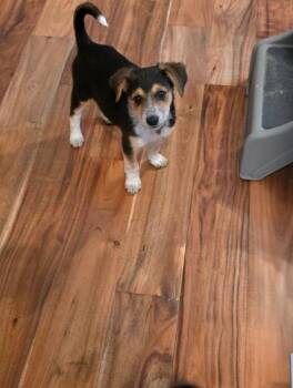 Beagle and Terrier Dogs Available for Adoption in Union Grove, Wisconsin - Leo | PetCurious