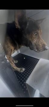 Mixed Breed Dogs Available for Adoption in Palmetto, Florida - A136589 | PetCurious