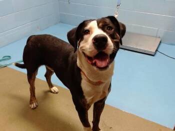 Rescue Pit Bull Terrier and Mixed Breed Dogs for Adoption in Moreno Valley, California - A546697 | PetCurious