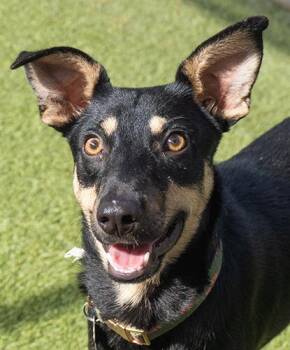 Shenanigans -  Terrier Dog for Adoption in Encinitas, California - Shenanigans | PetCurious