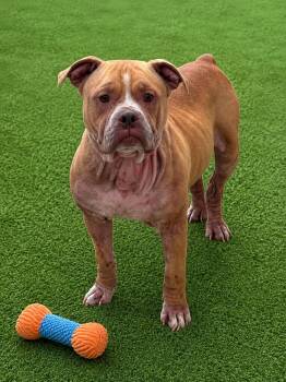 Charles -  Bulldog Dog for Adoption in Manhattan, Illinois - Charles | PetCurious