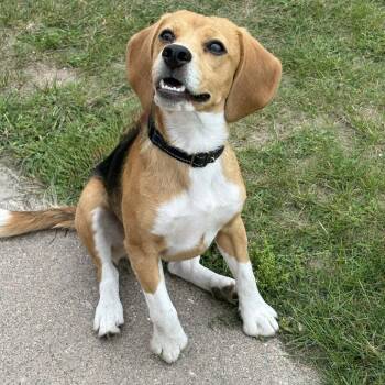 Peanuts 260472 -  Beagle Dog for Adoption in Gladstone, Michigan - Peanuts 260472 | PetCurious