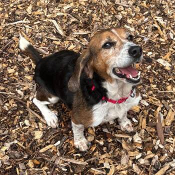 Millie -  Beagle Dog for Adoption in Briarcliff Manor, New York - Millie | PetCurious