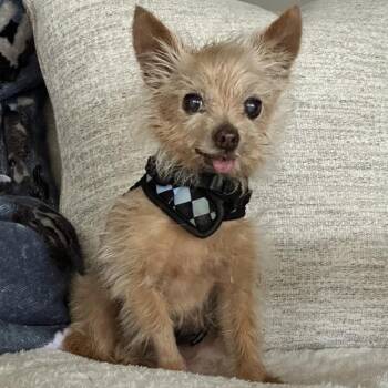 Bobby -  Yorkshire Terrier and Chihuahua Dog for Adoption in Alafaya, Florida - Bobby | PetCurious