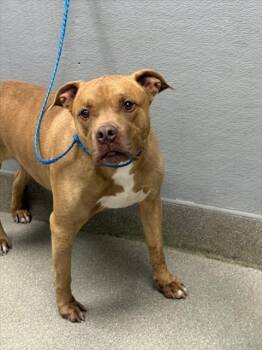 Rescue Pit Bull Terrier and Mixed Breed Dogs for Adoption in Las Vegas, Nevada - RALPH | PetCurious