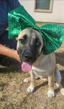 Husky and Shepherd Dogs Available for Adoption - Violet | PetCurious