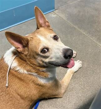 A662520 -  Australian Cattle Dog Blue Heeler Dog for Adoption in Houston, Texas - A662520 | PetCurious