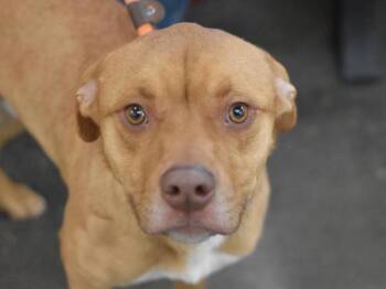 Pit Bull Terrier Dogs Available for Adoption - Rocky | PetCurious