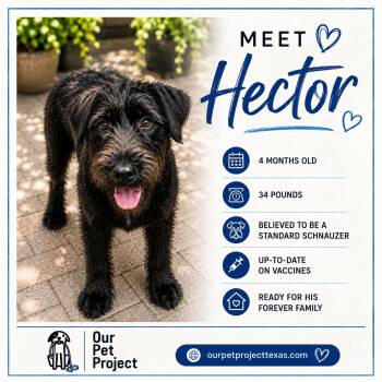 Hector -  Standard Schnauzer Dog for Adoption in Humble, Texas - Hector | PetCurious