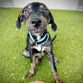 Fajita -  Black Mouth Cur and Mixed Breed Dog for Adoption in Englewood, Florida - Fajita | PetCurious