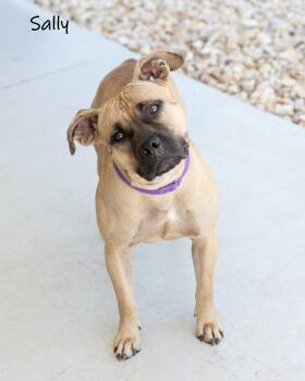 Rescue Mixed Breed Dogs for Adoption in Watkinsville, Georgia - Sally | PetCurious