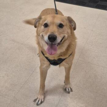 Rosie -  Mixed Breed Dog for Adoption in Lake Panasoffkee, Florida - Rosie | PetCurious