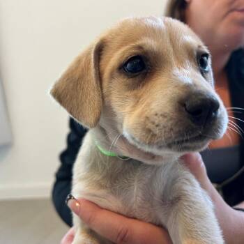 Australian Shepherd and Mixed Breed Dogs Available for Adoption in Boerne, Texas - Evelyn | PetCurious