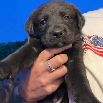 Dolinger Girl Pup 4-10 -  German Shepherd Dog and Golden Retriever Dog for Adoption in Fairfax Station, Virginia - Dolinger Girl Pup 4-10 | PetCurious