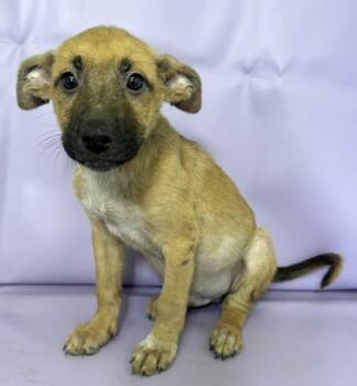 Rescue German Shepherd Dog and Mixed Breed Dogs for Adoption in Morton Grove, Illinois - Lachlan | PetCurious