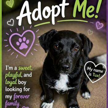 Black Labrador Retriever and Mixed Breed Dogs Available for Adoption in Tacoma, Washington - Tux | PetCurious