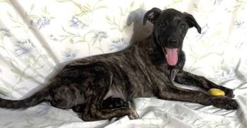 261135  Frank -  Catahoula Leopard Dog Dog for Adoption in Wetumpka, Alabama - 261135  Frank | PetCurious
