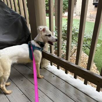 Sunshine -  Mixed Breed Dog for Adoption in Skokie, Illinois - Sunshine | PetCurious