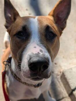 Gaston -  Mixed Breed Dog for Adoption in Montreal, Quebec - Gaston | PetCurious