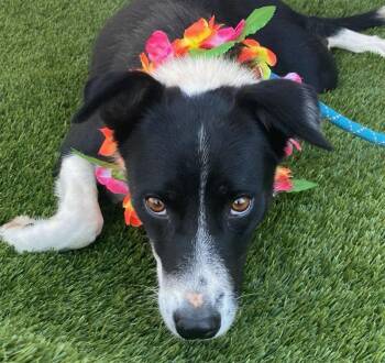 May -  Border Collie Dog for Adoption in Colusa, California - May | PetCurious