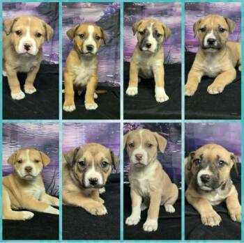 Pit Bull Terrier Dogs Available for Adoption - Baklava | PetCurious