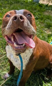 Tabasco -  Pit Bull Terrier Dog Available for Adoption in Chicago, Illinois - Tabasco | PetCurious