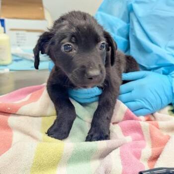 Nirvana -  Mixed Breed Dog for Adoption in West Palm Beach, Florida - Nirvana | PetCurious