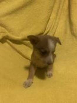 Rescue Terrier and Australian Cattle Dog Blue Heeler Dogs for Adoption in Chinle, Arizona - Rainie | PetCurious