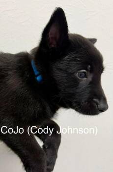 Texas Legends Litter- CoJo (Blue Collar) -  Belgian Shepherd Malinois and German Shepherd Dog Dog for Adoption in Imlay City, Michigan - Texas Legends Litter- CoJo (Blue Collar) | PetCurious