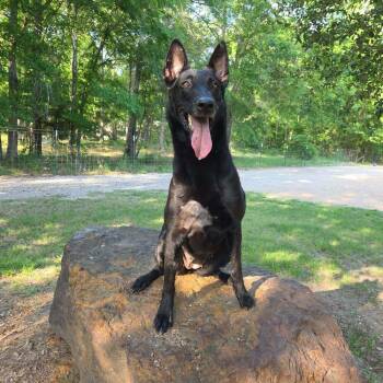Belgian Shepherd Malinois Dogs Available for Adoption in Imlay City, Michigan - Takara FNA Amaya - Located In TX | PetCurious
