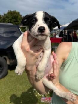 Athena -  Labrador Retriever and Mixed Breed Dog for Adoption in Morristown, New Jersey - Athena | PetCurious
