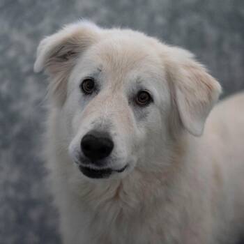 Nola JN26-48 -  Great Pyrenees Dog for Adoption in Peyton, Colorado - Nola JN26-48 | PetCurious