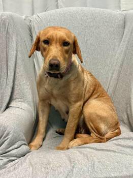Dorothy -  Labrador Retriever Dog for Adoption in Walker, Louisiana - Dorothy | PetCurious