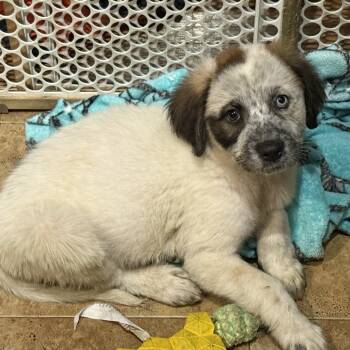 Rescue Great Pyrenees and Australian Cattle Dog Blue Heeler Dogs for Adoption in Eastford, Connecticut - NY Janna Avail Nov 23 (Choice Pet Carmel) | PetCurious