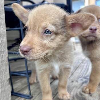 Vanellope -  Husky and Mixed Breed Dog for Adoption in Peculiar, Missouri - Vanellope | PetCurious