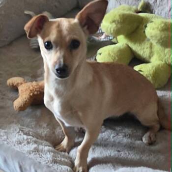 Chihuahua Dogs Available for Adoption in Marana, Arizona - MAGGIE | PetCurious
