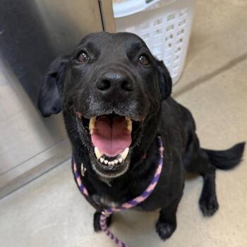Chico -  Black Labrador Retriever Dog for Adoption in Cody, Wyoming - Chico | PetCurious